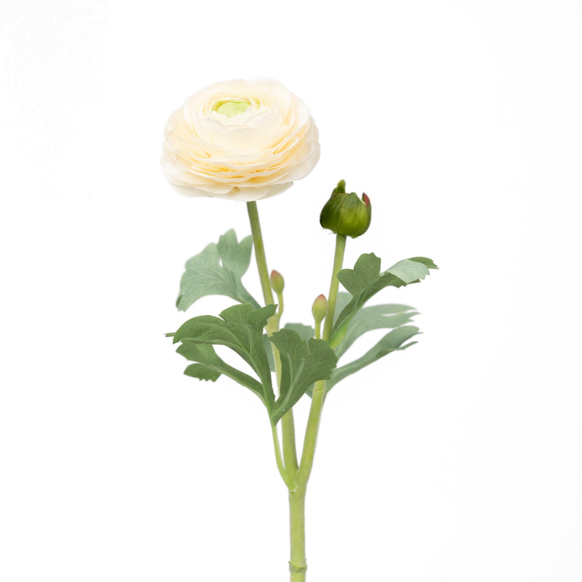 19" RANUNCULUS STEM
