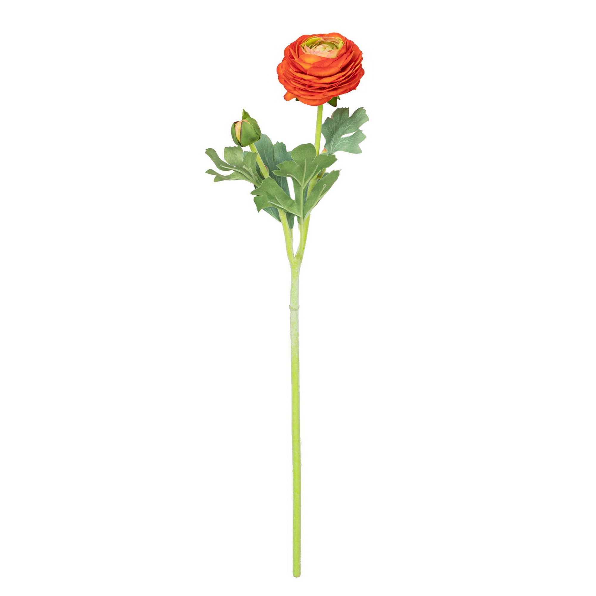 19" RANUNCULUS STEM