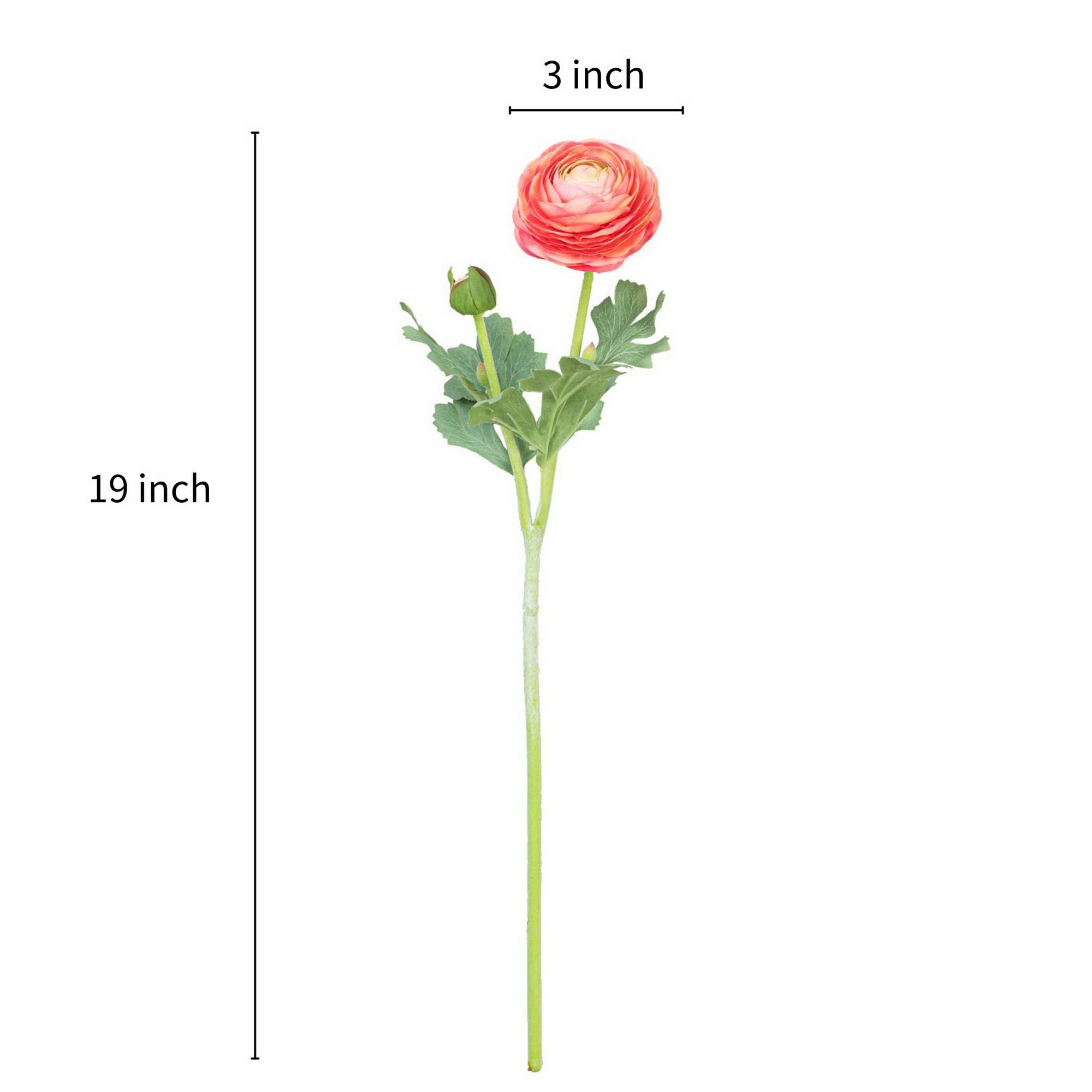 19" RANUNCULUS STEM