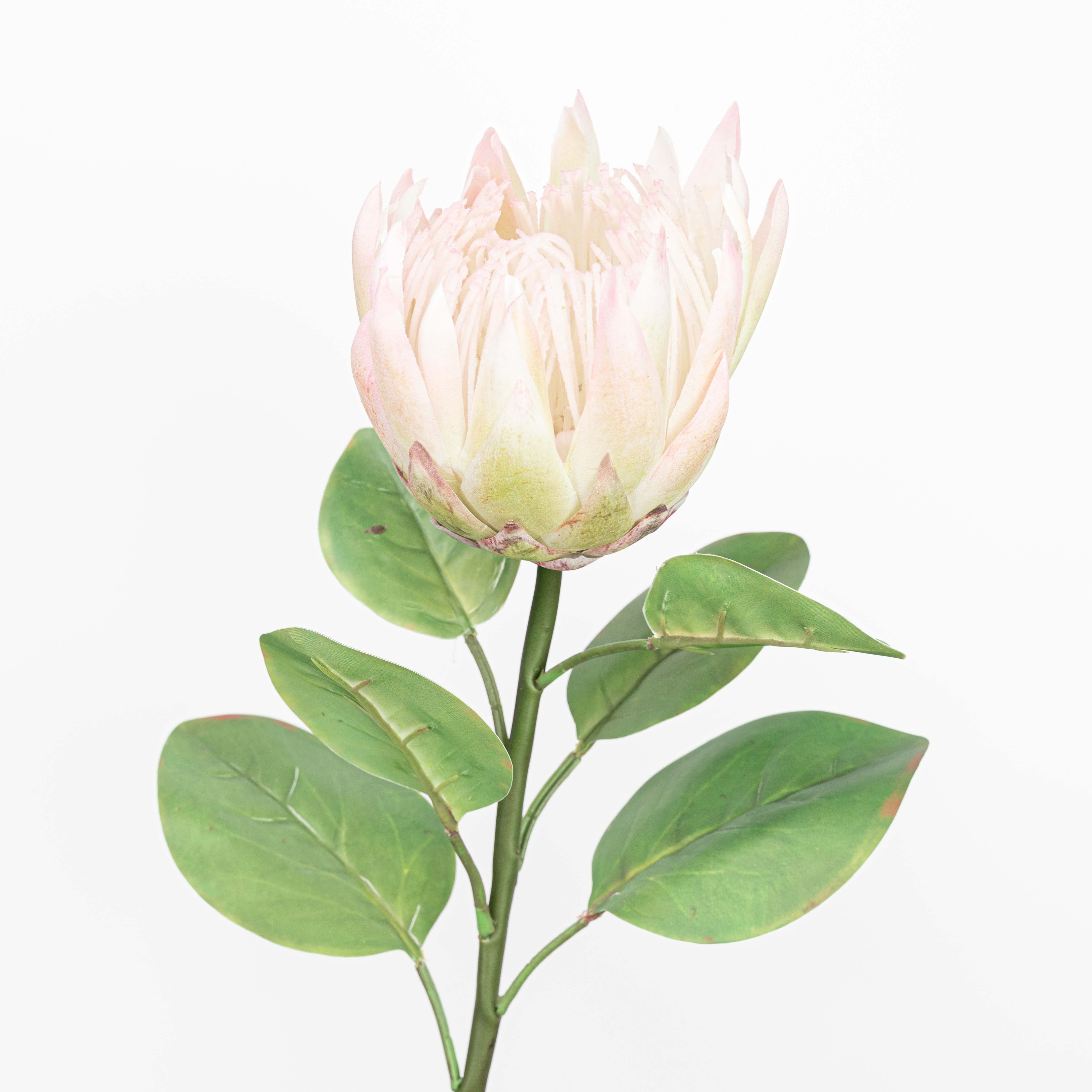 26" REAL TOUCH PROTEA STEM