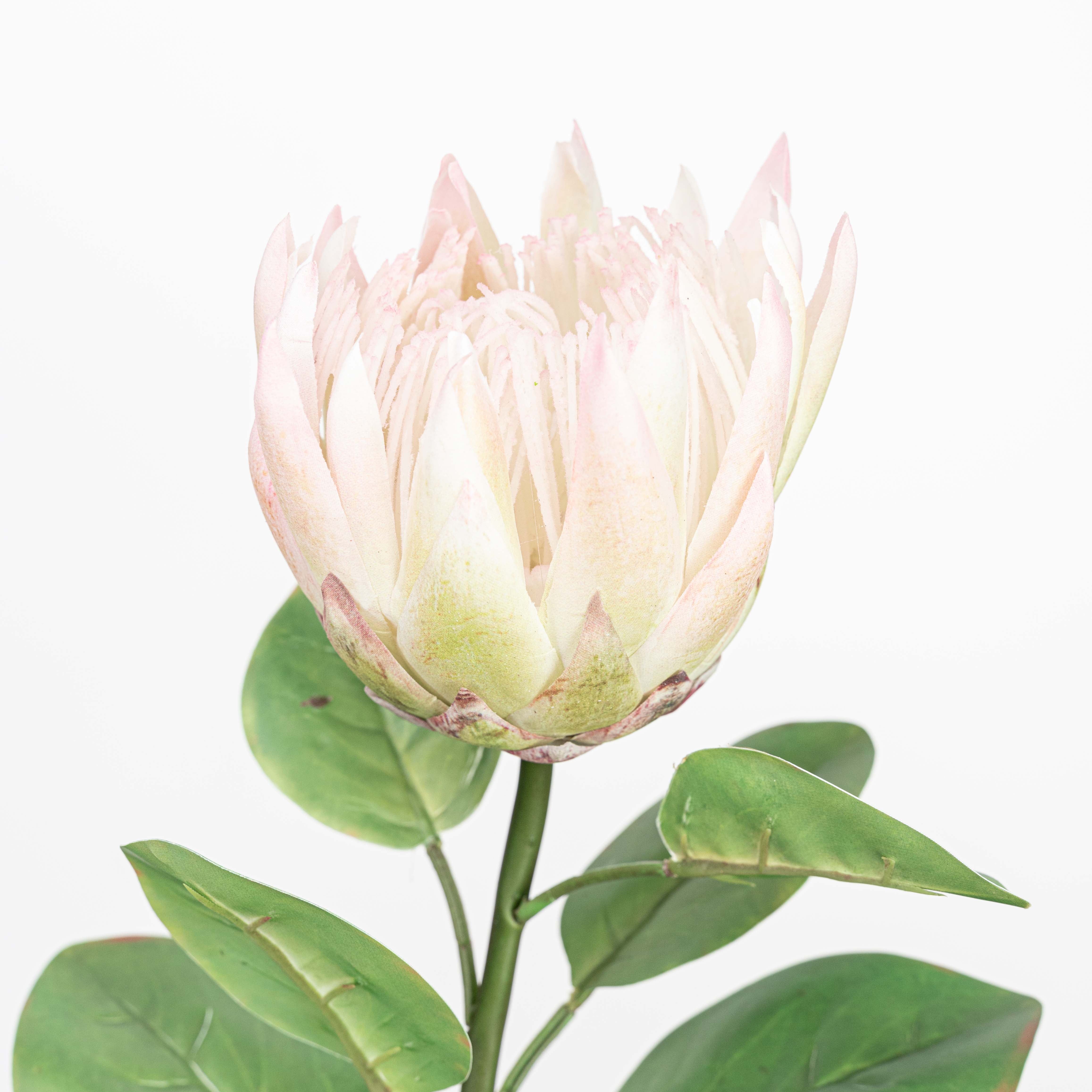 26" REAL TOUCH PROTEA STEM