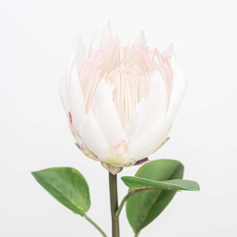 26" REAL TOUCH PROTEA STEM