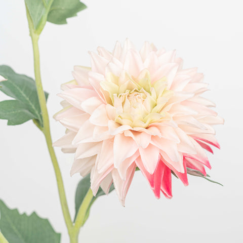 24" REAL TOUCH DAHLIA SPRAY