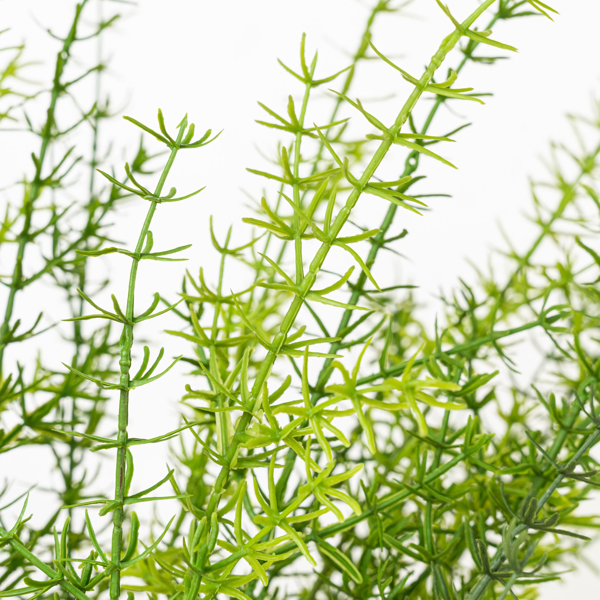 25.5" GRASS BUSH X 5