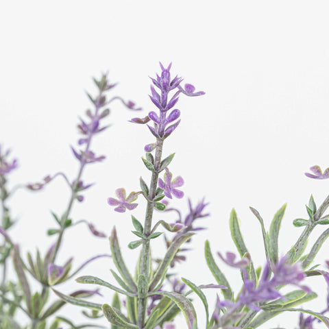 16" LAVENDER BUSH X 7