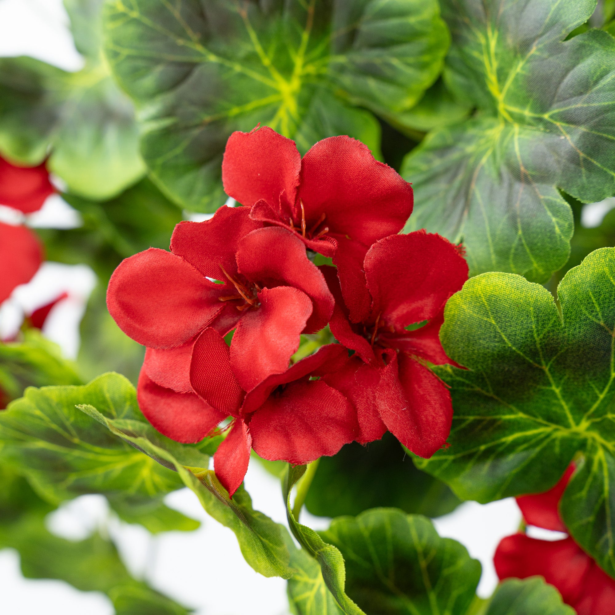 31" GERANIUM HANGING BUSH X 9