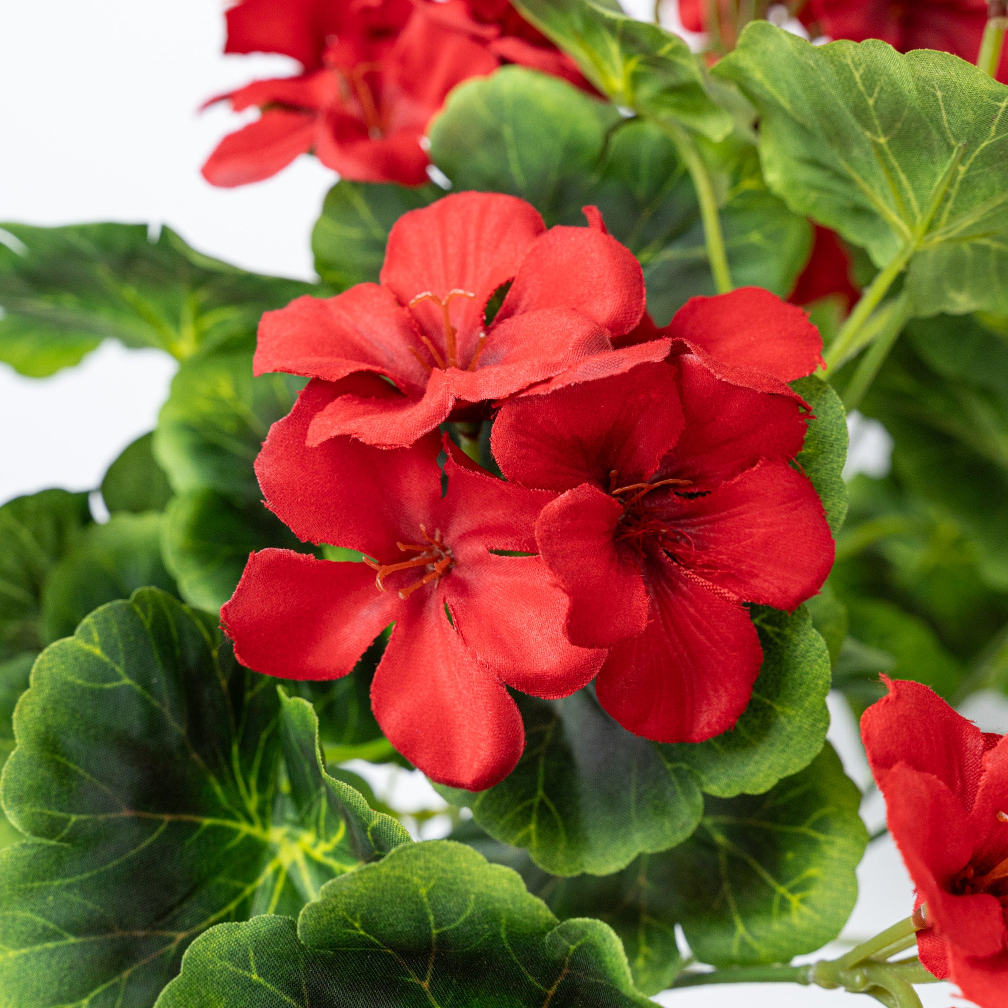 16" GERANIUM BUSH X 9