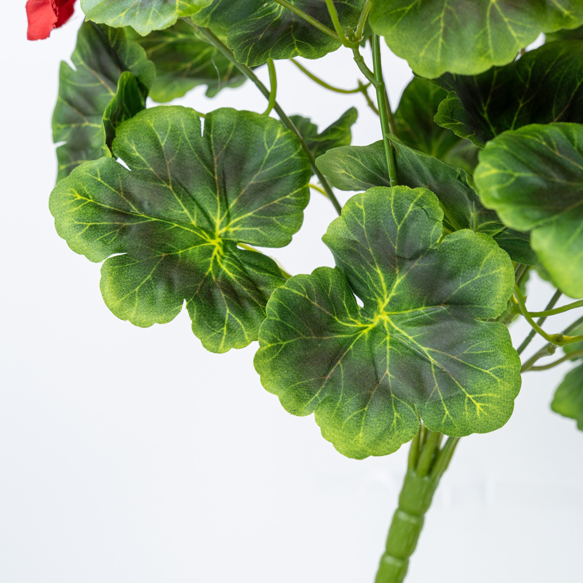 16" GERANIUM BUSH X 9