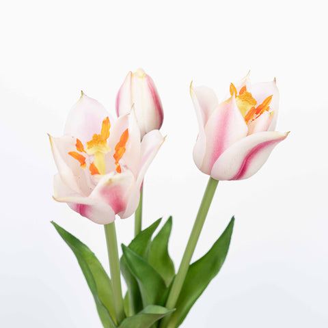 18" TULIP BUNDLE X 3