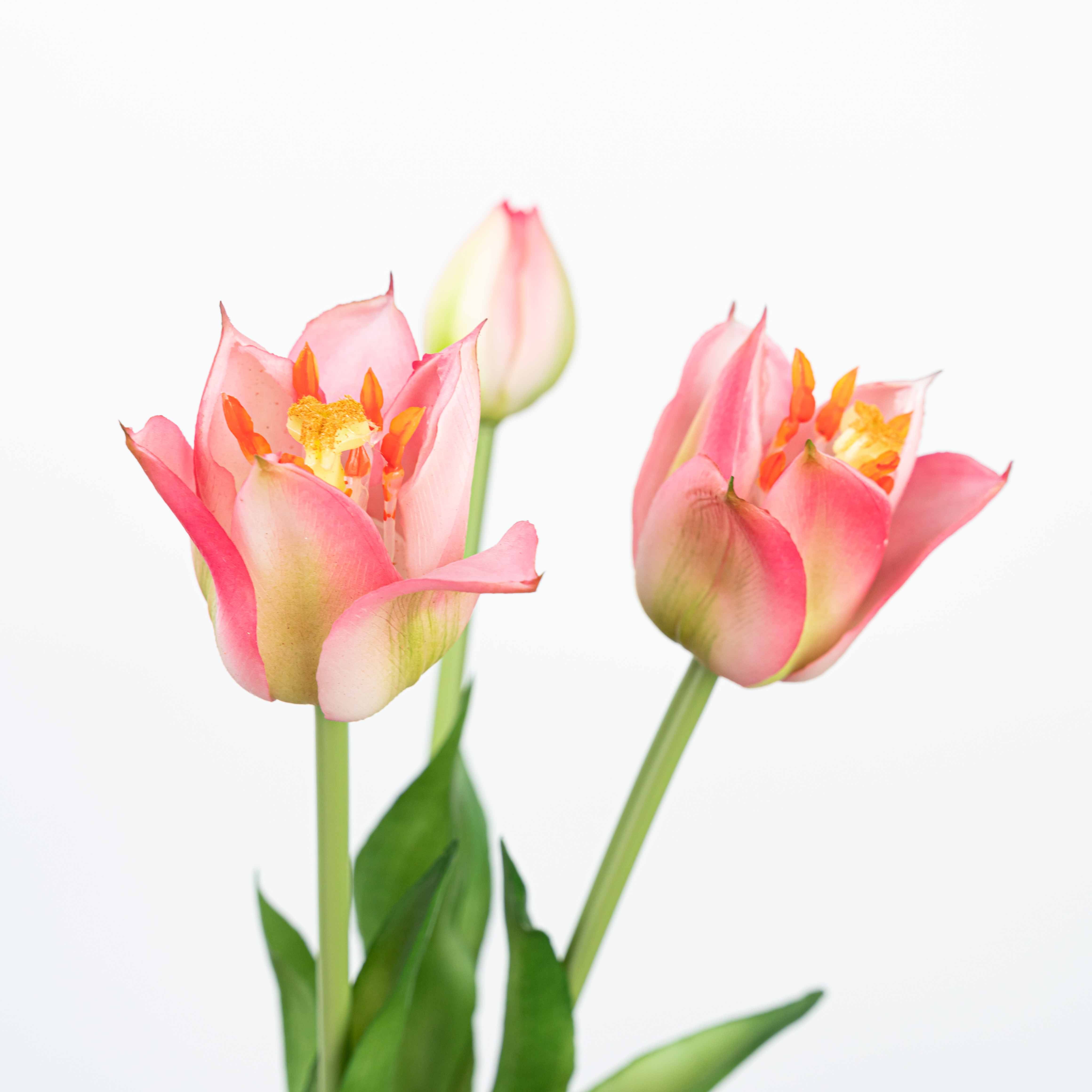 18" TULIP BUNDLE X 3