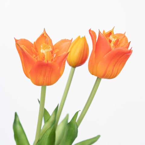 18" TULIP BUNDLE X 3