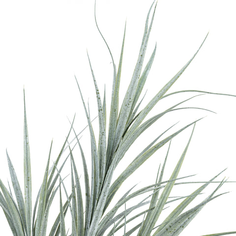 34" BLADE GRASS BUSH X 3