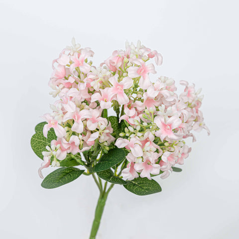 11" HYACINTH BUSH