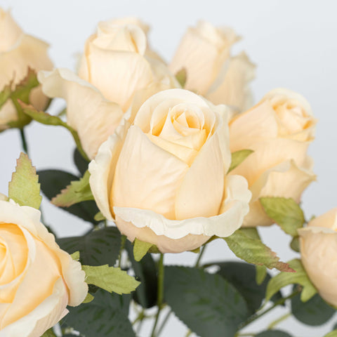 16" ROSE BUSH X 10
