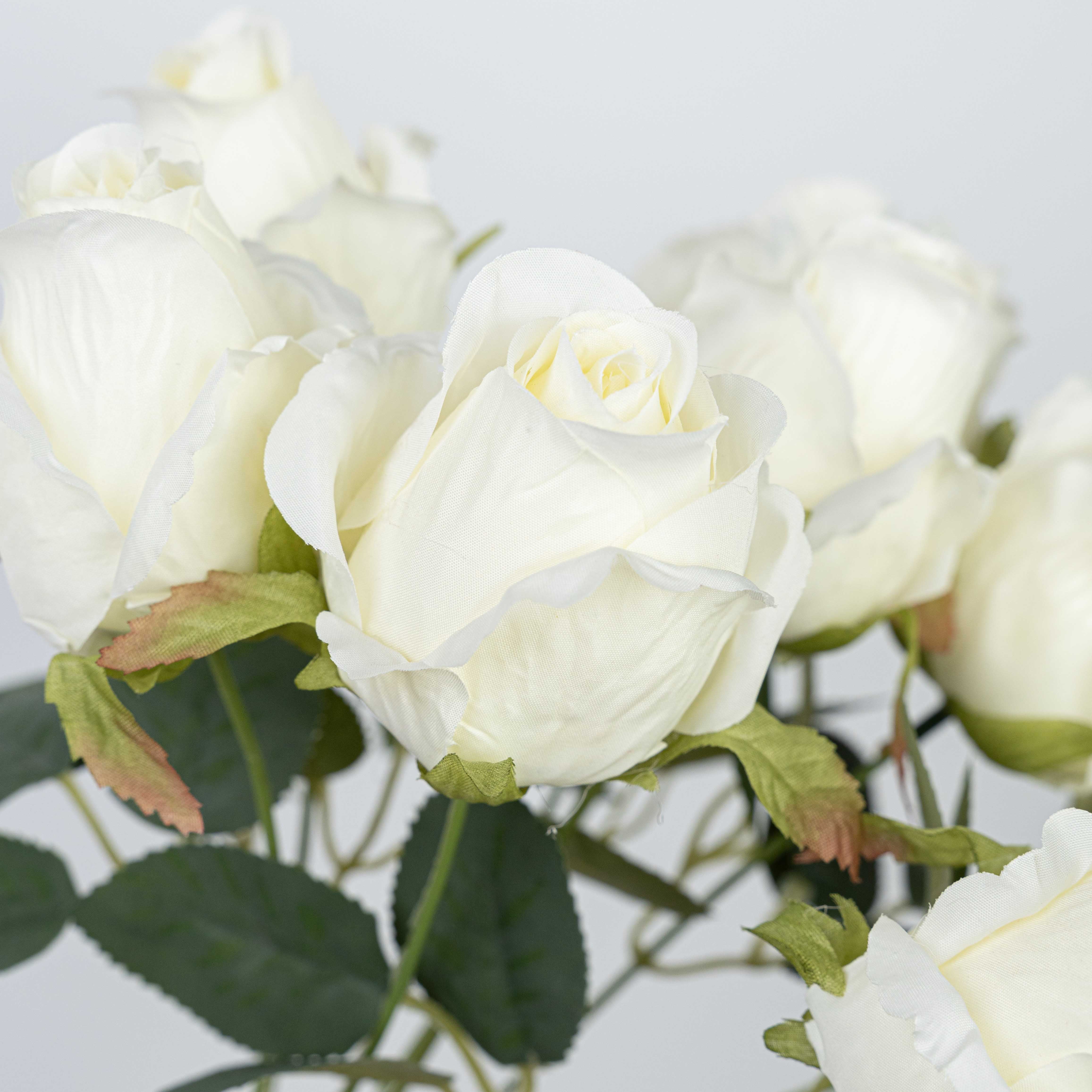 16" ROSE BUSH X 10