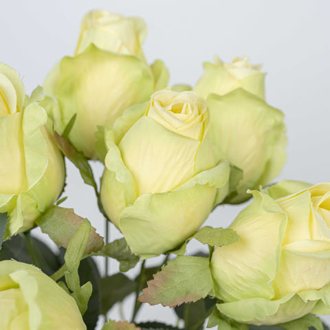 16" ROSE BUSH X 10