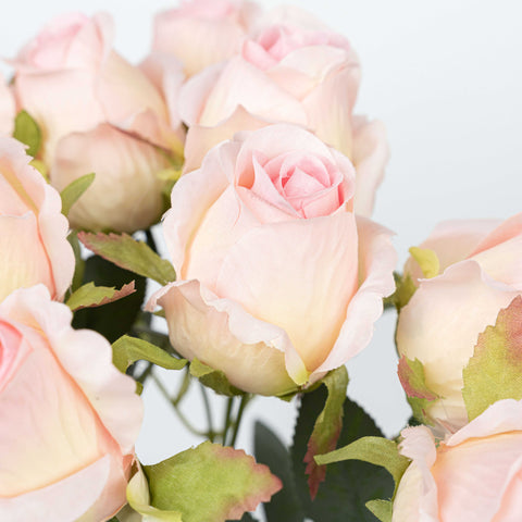 16" ROSE BUSH X 10