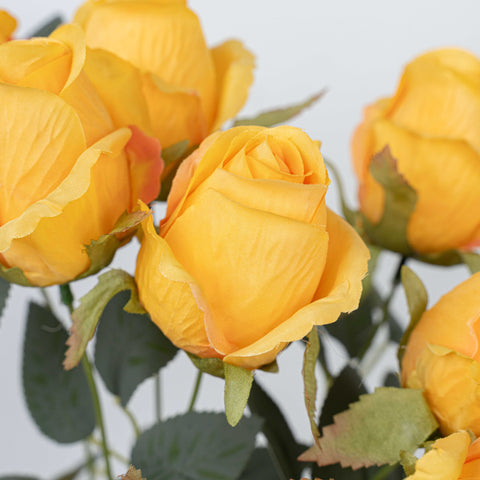 16" ROSE BUSH X 10