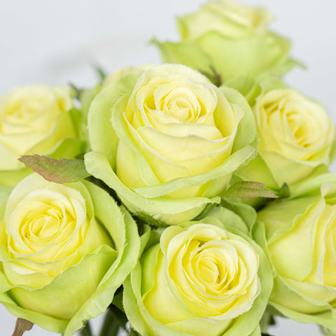 13" ROSE  BUNDLE X 8