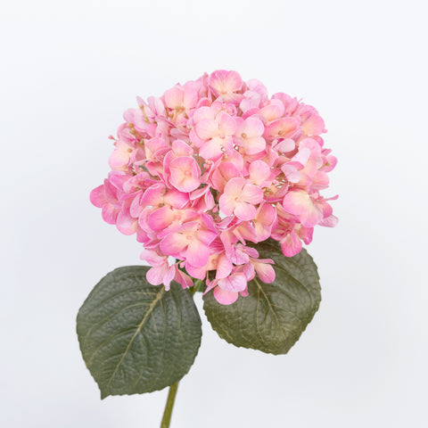 24" REAL TOUCH HYDRANGEA STEM