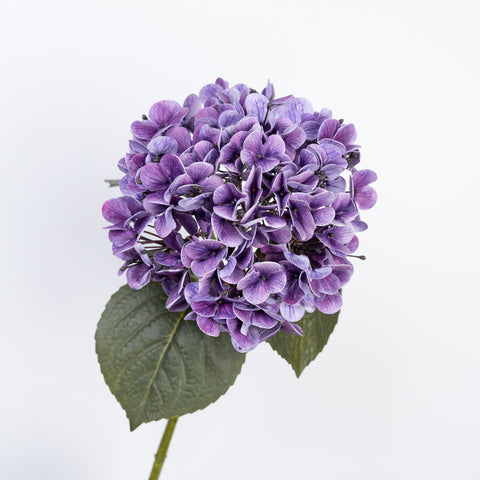 24" REAL TOUCH HYDRANGEA STEM