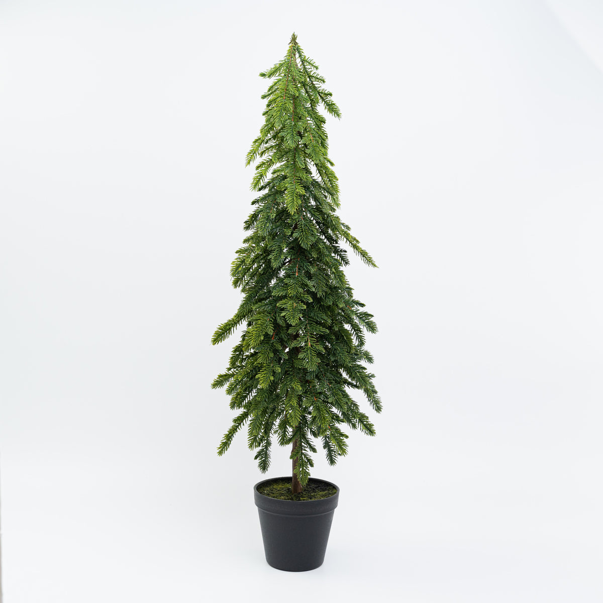 30" POTTED SPRUCE SAPPLING TREE
