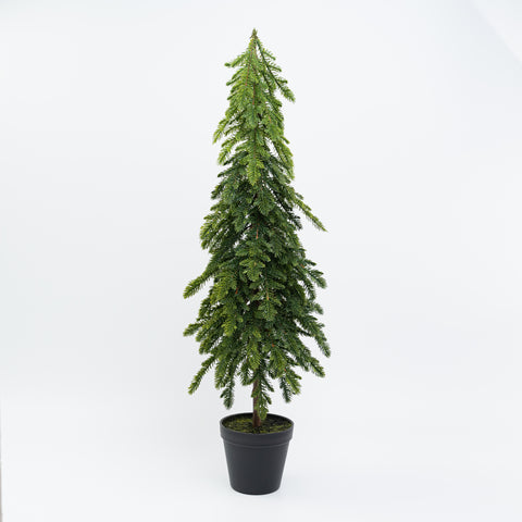 30" POTTED SPRUCE SAPPLING TREE