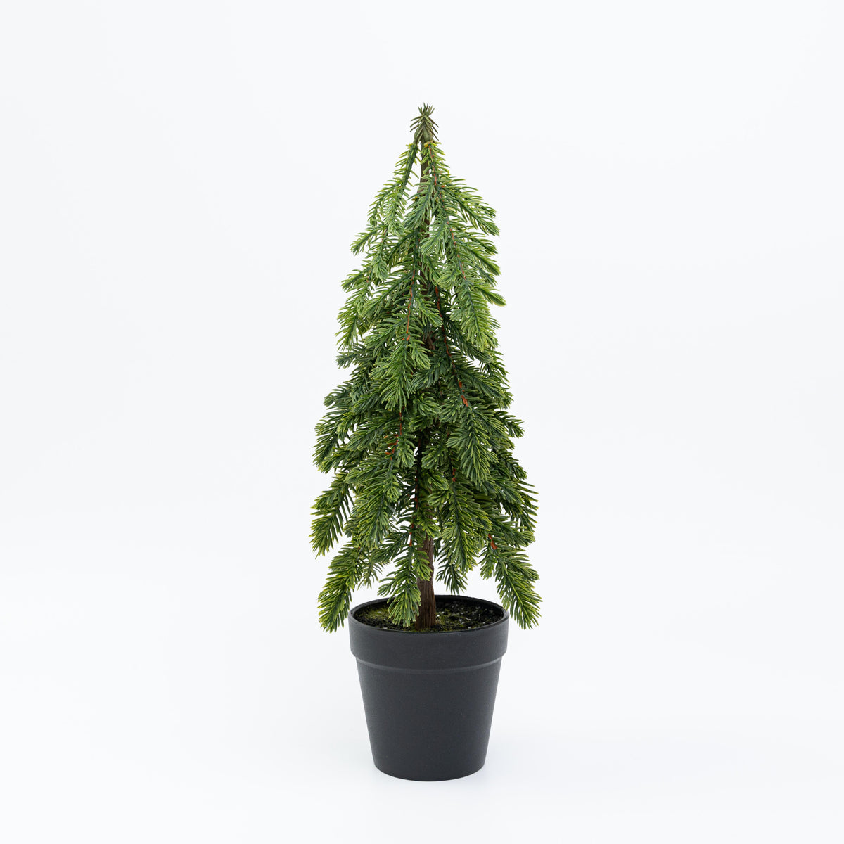 15" PINE TREE POTTED