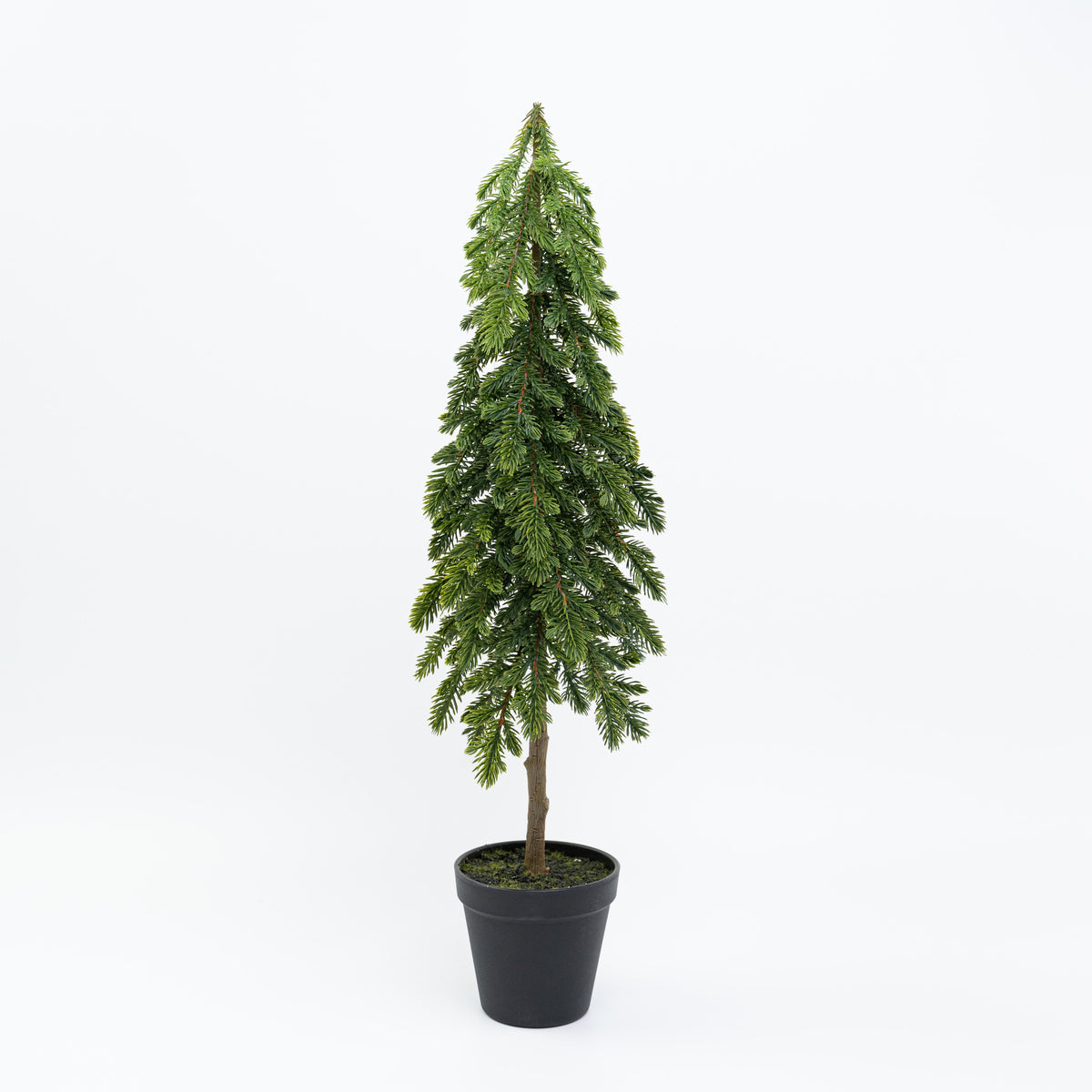 23" PINE TREE POTTED
