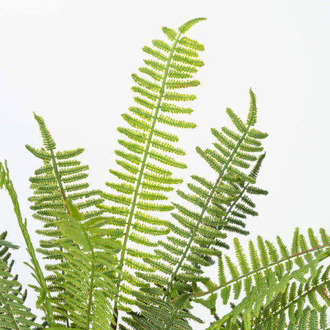 17" SOFT TOUCH FERN BUSH