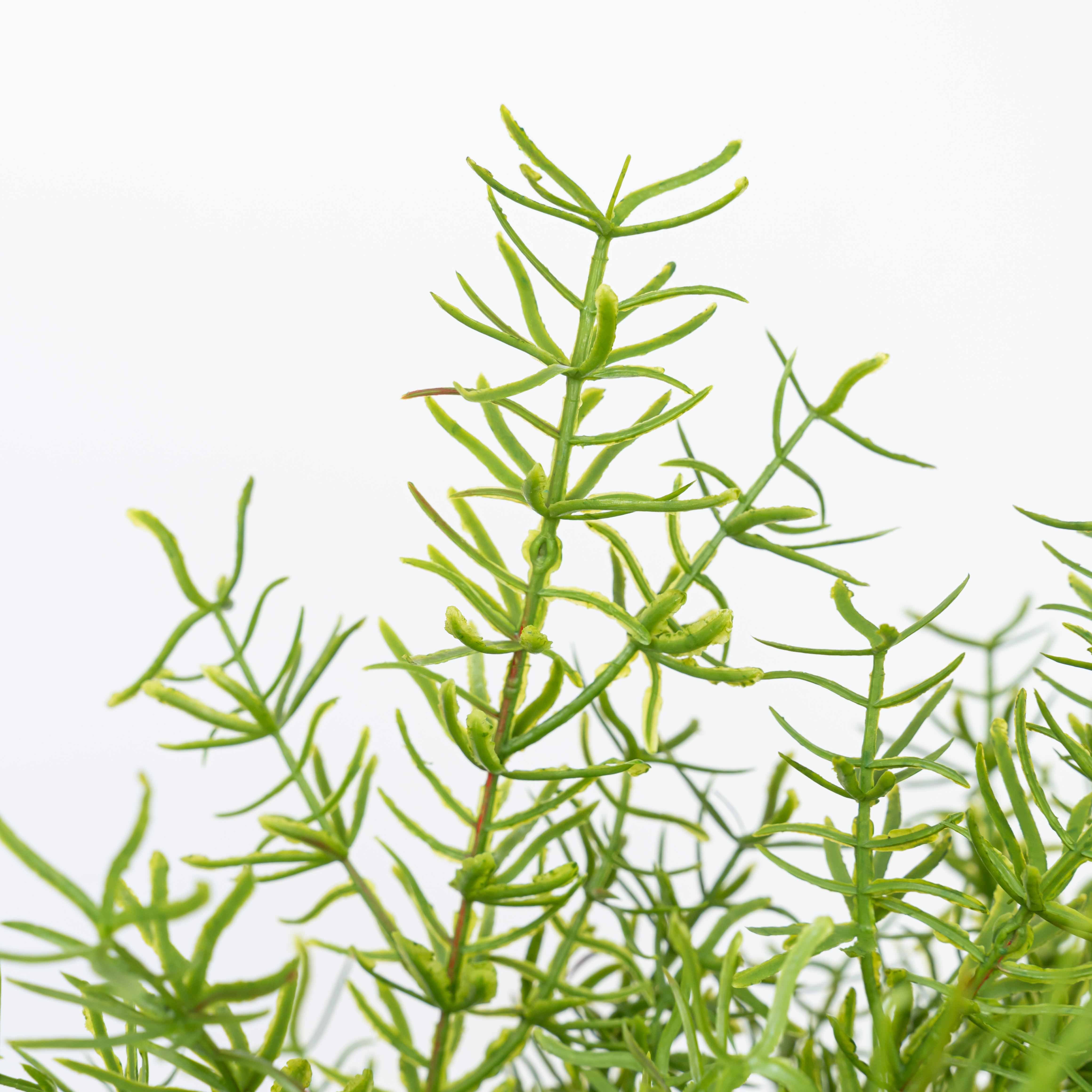 19" SOFT TOUCH HERB BUSH