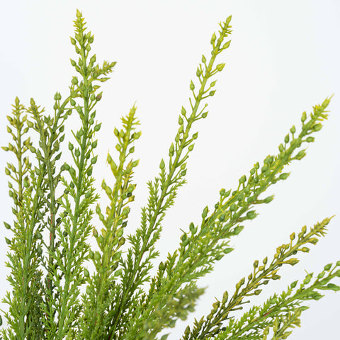 18" SOFT TOUCH CEDAR BUSH