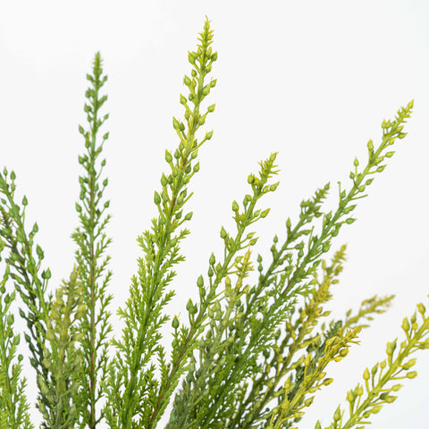 18" SOFT TOUCH CEDAR BUSH