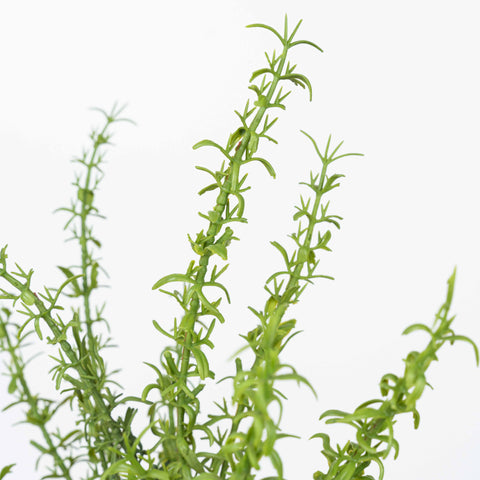 18" SOFT TOUCH HERB BUSH