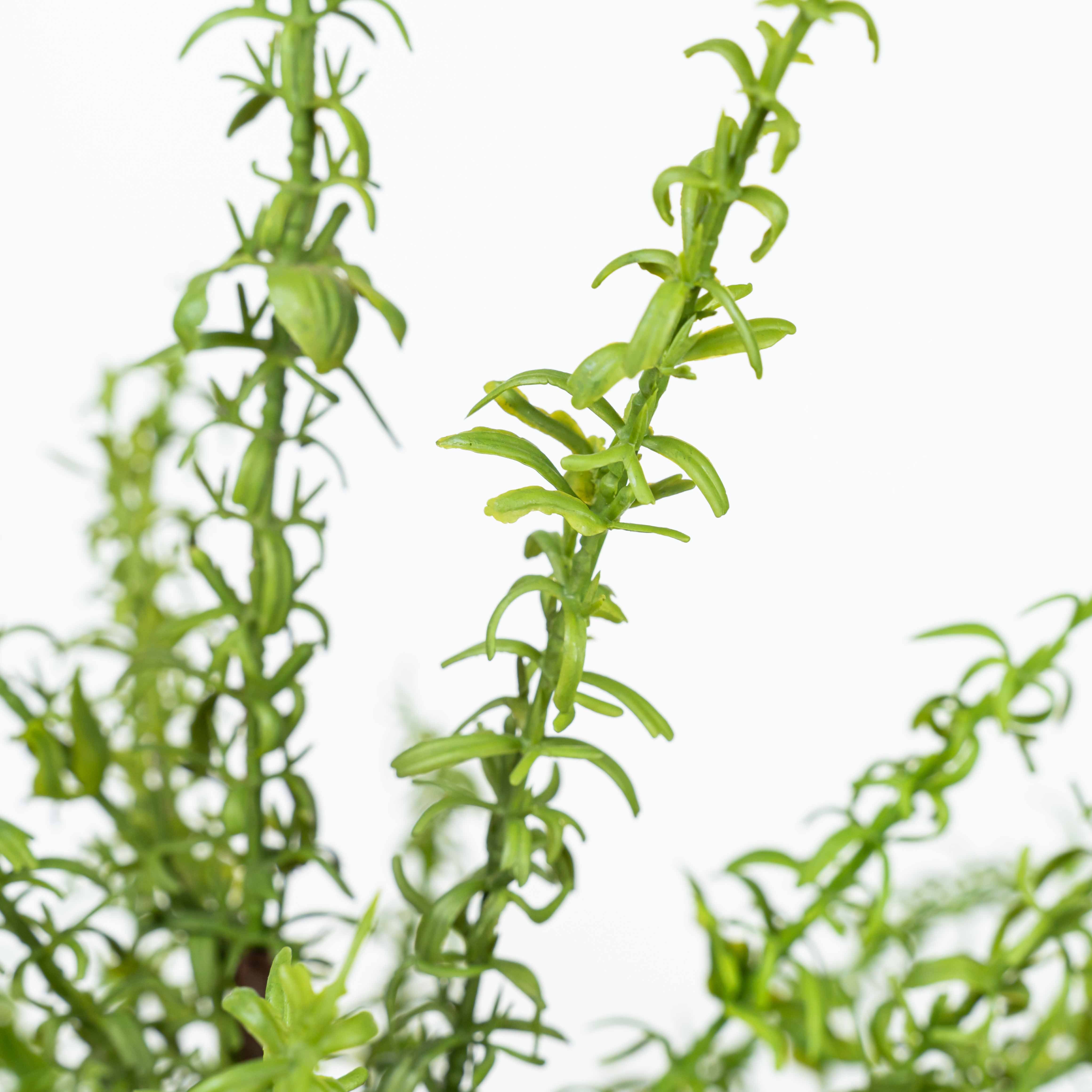18" SOFT TOUCH HERB BUSH