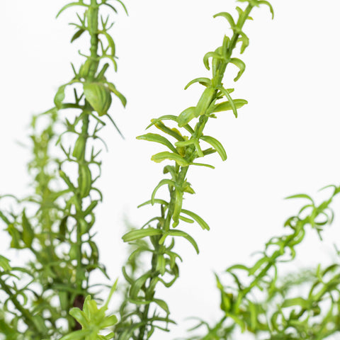 18" SOFT TOUCH HERB BUSH