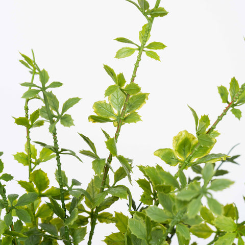 18" SOFT TOUCH FERN BUSH