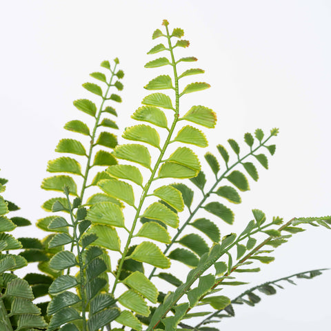 19" SOFT TOUCH FERN BUSH
