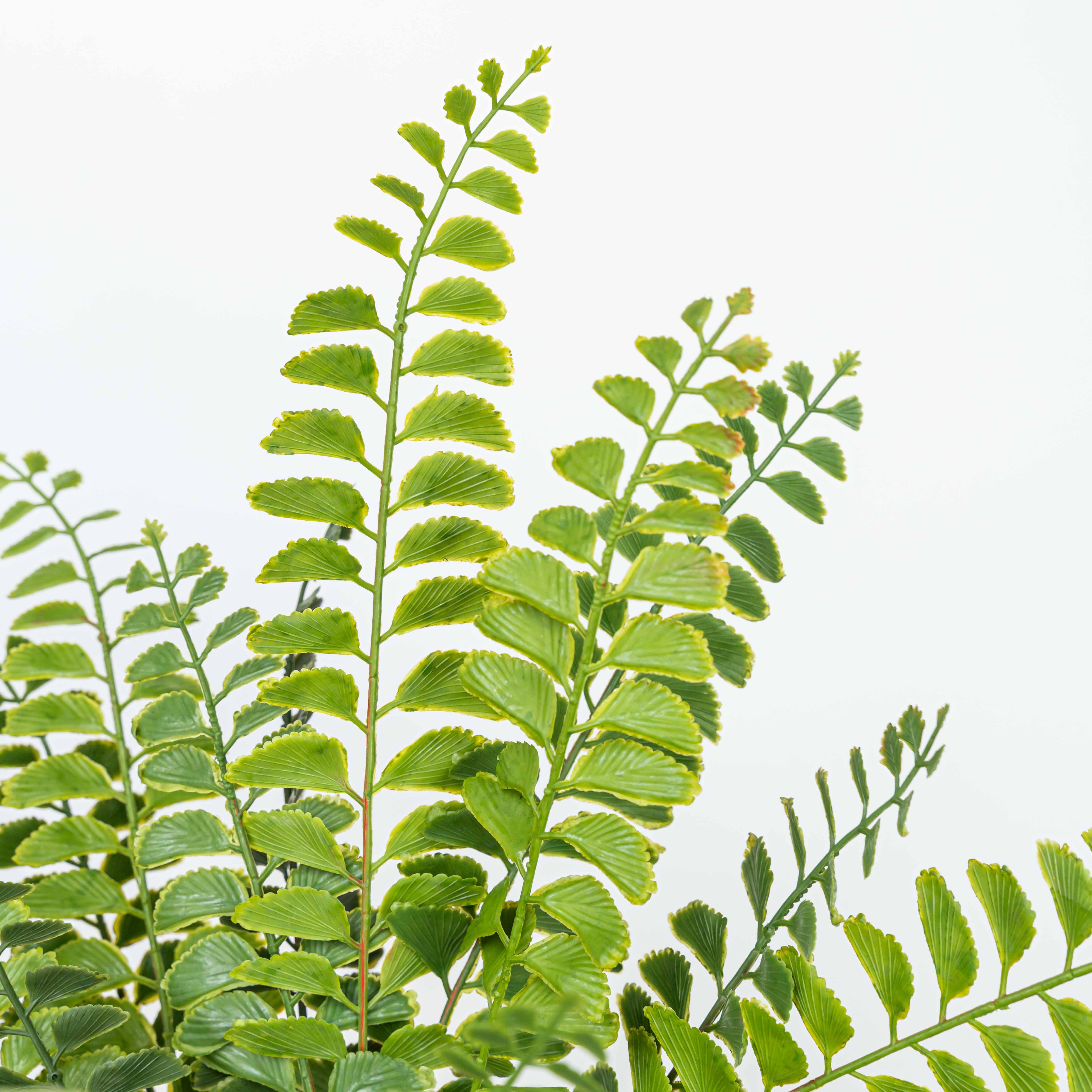 19" SOFT TOUCH FERN BUSH