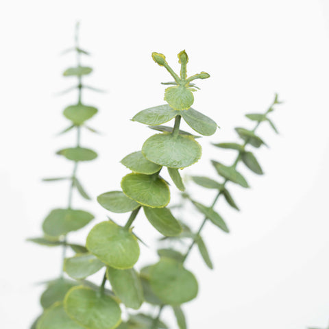 17" SOFT TOUCH EUCALYPTUS BUSH