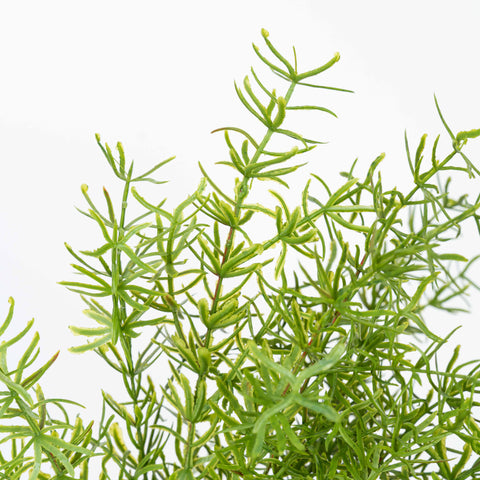 19" SOFT TOUCH HERB BUSH