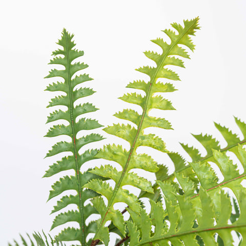 17" SOFT TOUCH FERN BUSH