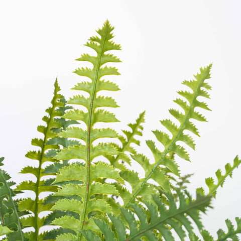 17" SOFT TOUCH FERN BUSH