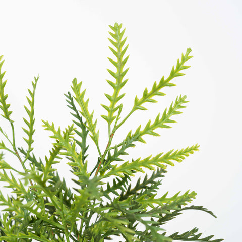 17" SOFT TOUCH FERN BUSH