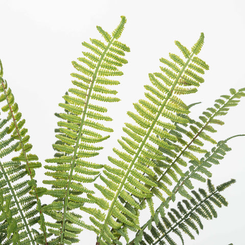 17" SOFT TOUCH FERN BUSH
