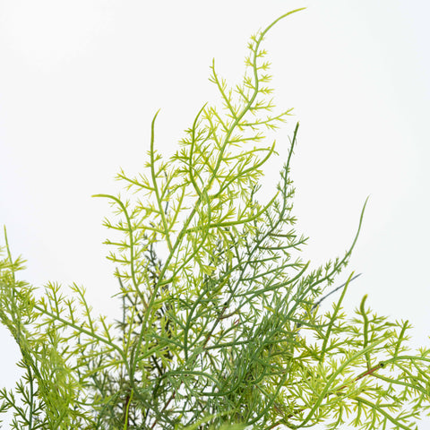 17" SOFT TOUCH ASPARAGUS FERN BUSH