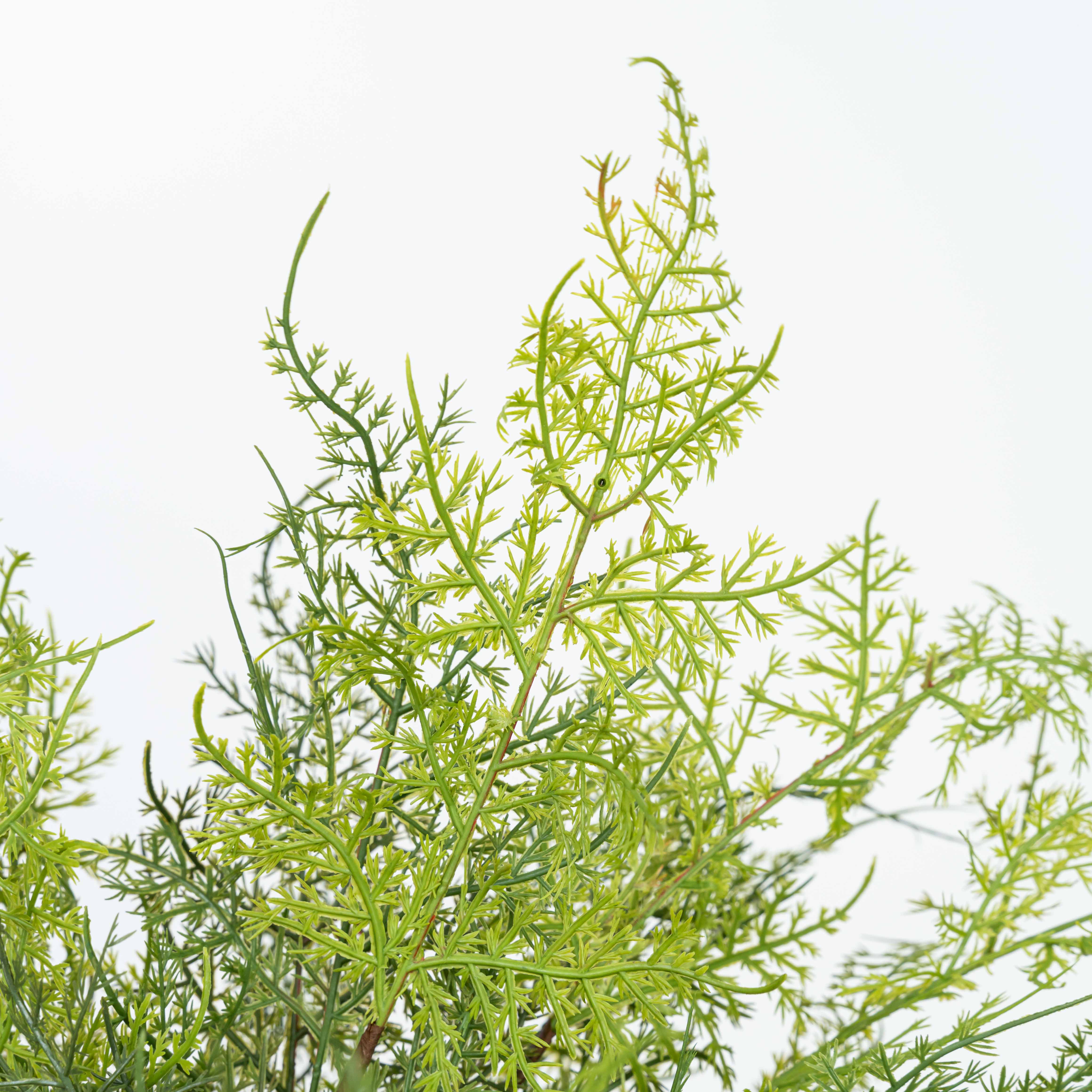 17" SOFT TOUCH ASPARAGUS FERN BUSH