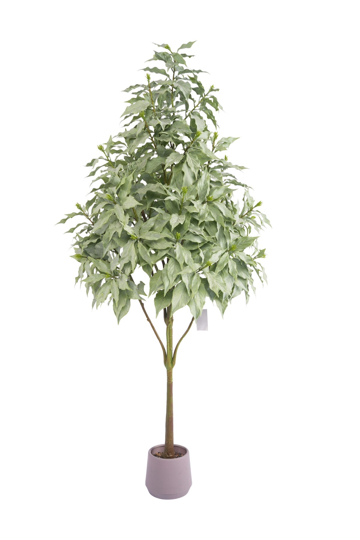 52" ROHDEA JAPONICA TREE POTTED