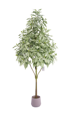 52" ROHDEA JAPONICA TREE POTTED