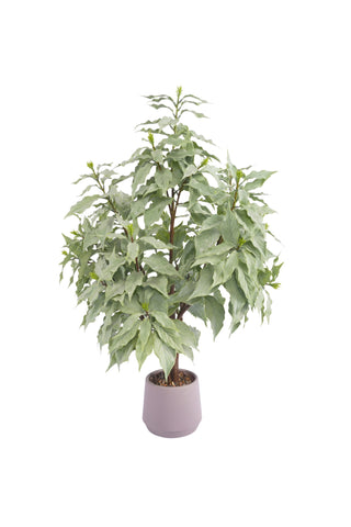 35" ROHDEA JAPONICA TREE POTTED